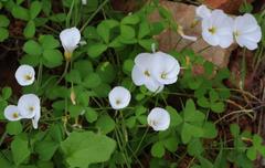 Oxalis campylorrhiza