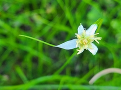 Rhynchospora colorata image
