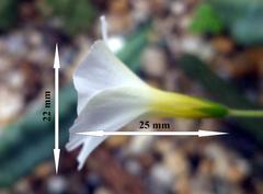 Oxalis campylorrhiza