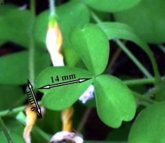 Oxalis campylorrhiza