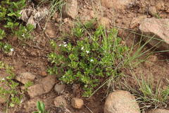 Dyschoriste burchellii