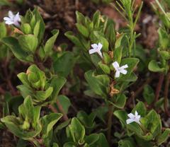 Dyschoriste burchellii