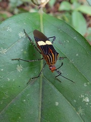 Hypselonotus subterpunctatus