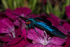 Ctenucha editha