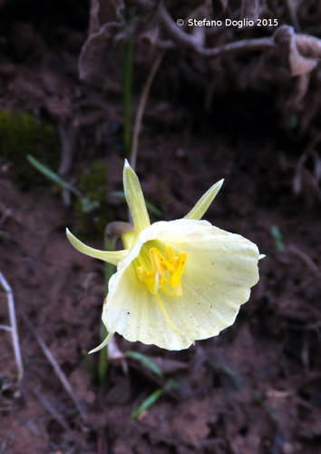 Narcissus romieuxii image