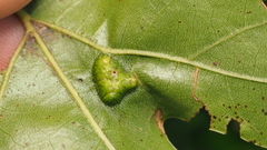 Callirhytis favosa
