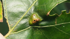 Callirhytis favosa