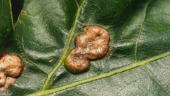 Callirhytis favosa