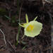 Narcissus romieuxii - Photo (c) Stefano Doglio, algunos derechos reservados (CC BY-NC), subido por Stefano Doglio
