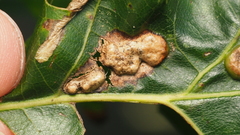 Callirhytis favosa