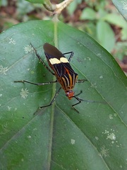 Hypselonotus subterpunctatus
