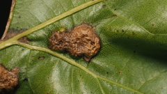 Callirhytis favosa