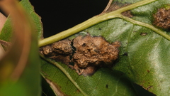 Callirhytis favosa