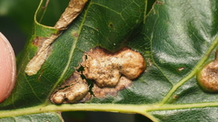 Callirhytis favosa