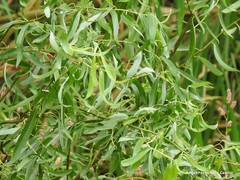 Salix babylonica tortuosa