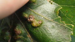Callirhytis favosa