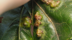 Callirhytis favosa