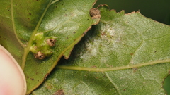 Callirhytis favosa