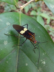 Hypselonotus subterpunctatus