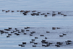 Ardenna tenuirostris