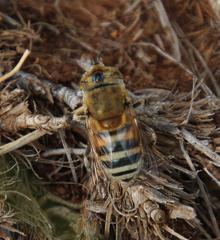 Eristalinus
