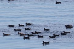 Ardenna tenuirostris