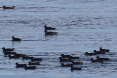 Ardenna tenuirostris