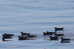 Ardenna tenuirostris