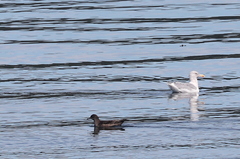 Ardenna tenuirostris