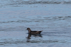 Ardenna tenuirostris