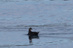 Ardenna tenuirostris