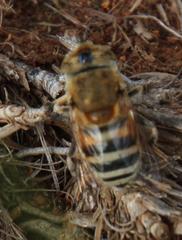 Eristalinus