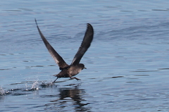 Ardenna tenuirostris