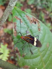 Hypselonotus subterpunctatus