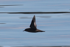 Ardenna tenuirostris