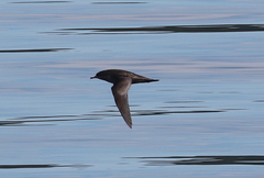 Ardenna tenuirostris