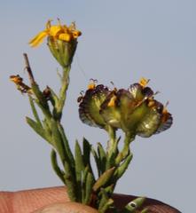 Osteospermum microphyllum
