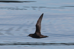 Ardenna tenuirostris