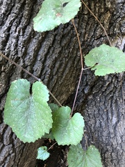 Vitis californica