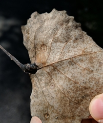 Pemphigus populicaulis