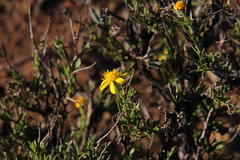 Osteospermum microphyllum