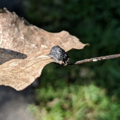 Pemphigus populicaulis