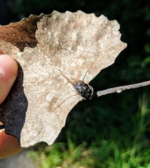 Pemphigus populicaulis