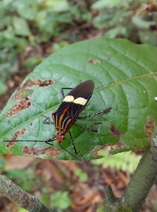 Hypselonotus subterpunctatus
