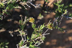 Osteospermum microphyllum