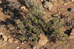 Osteospermum microphyllum