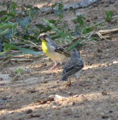 Crithagra citrinipectus