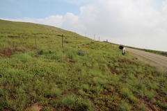 Pentanisia prunelloides prunelloides