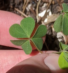 Oxalis
