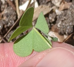 Oxalis
